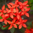 25+ Flame of the Woods (Jungle Geranium) Seeds – Ixora coccinea – Tropical Red Blooms 25+ Flame of the Woods (Jungle Geranium) Seeds – Ixora coccinea – Tropical Red Blooms