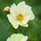 200+ Xanthos Cosmos Seeds - Pale Yellow Compact Blooms for Borders, Containers & Cut Flowers