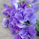 50+ Our Harry Sweet Pea Seeds – Deep Blue Fragrant Blooms for Trellises, Arches & Cut Flowers