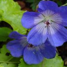 25+ Waterer's Blue Geranium Seeds – Hardy Perennial with Violet-Blue Blooms for Borders & Beds