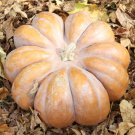 25+ Fairytale Pumpkin Seeds – Heirloom French Variety for Fall Decor & Sweet Baking Flesh