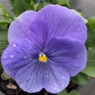 200+ Matrix True Blue Pansy Seeds – Viola – Vibrant Blue Blooms for Garden Beds & Pots