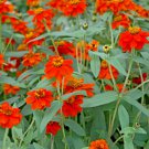 100+ Profusion Apricot Zinnia Seeds – Compact, Long-Blooming – Heat-Tolerant Garden Flowers