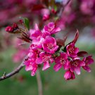 25+ Prairie Fire Crabapple Seeds – Ornamental Pink Blooms – Red Foliage & Fruit Tree