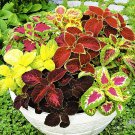 25+ Giant Exhibition Mix Coleus Seeds – Large Colorful Foliage – Shade-Loving Annual 25+ Giant Exhibition Mix Coleus Seeds – Large Colorful Foliage – Shade-Loving Annual