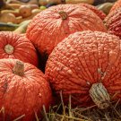 25+ Red Warty Thing Pumpkin Seeds – Unique Heirloom – Decorative & Edible Fall Harvest Pumpkins