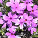 100+ Purple Beauty Moss Phlox Seeds – Low-Growing Ground Cover – Carpet of Purple Blooms 100+ Purple Beauty Moss Phlox Seeds – Low-Growing Ground Cover – Carpet of Purple Blooms