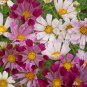 200+ Seashells Cosmos Seeds &acirc;�� Unique Shell-Shaped Blooms &acirc;�� Easy-Grow Annual Flower Garden