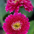 200+ Pink & White Gerbera Daisy Seeds – Bright Mixed Blooms – Long-Lasting Garden Flowers