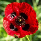 200+ Turkish Tulip Poppy Seeds – Unique Tulip-Shaped Blooms – Exotic Garden Flowers