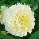 25+ Sweet Cream Marigold Seeds – Soft Cream Blooms – Easy-Grow Garden Bedding Flowers