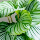 25+ Round-Leaved Calathea Seeds – Tropical Variegated Foliage – Indoor & Shade Garden Plant 25+ Round-Leaved Calathea Seeds – Tropical Variegated Foliage – Indoor & Shade Garden Plant