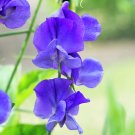 50+ Darling Claire Sweet Pea Seeds – Fragrant Climbing Vines – Beautiful Cut Garden Flowers 50+ Darling Claire Sweet Pea Seeds – Fragrant Climbing Vines – Beautiful Cut Garden Flowers