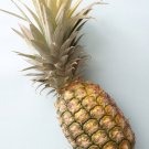 15+ Monte Lirio Pineapple Seeds – Sweet Tropical Fruit – Grow Your Own Pineapple Plant 15+ Monte Lirio Pineapple Seeds – Sweet Tropical Fruit – Grow Your Own Pineapple Plant