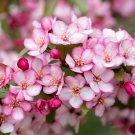 25+ Candymint Crabapple Seeds – Fragrant Pink Blossoms & Small Ornamental Fruit Trees 25+ Candymint Crabapple Seeds – Fragrant Pink Blossoms & Small Ornamental Fruit Trees