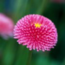 200+ Red Burst English Daisy Seeds – Compact Perennial with Vibrant Red Spring Blooms 200+ Red Burst English Daisy Seeds – Compact Perennial with Vibrant Red Spring Blooms