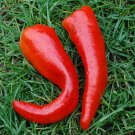 25+ NuMex Big Jim Sweet Pepper Seeds for Garden Planting – Mild Heirloom Variety 25+ NuMex Big Jim Sweet Pepper Seeds for Garden Planting – Mild Heirloom Variety