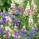 25+ Hartwegii Mix Lupine Seeds – Colorful Annual Flowers for Pollinator Gardens 25+ Hartwegii Mix Lupine Seeds – Colorful Annual Flowers for Pollinator Gardens