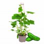 25+ Kitchen Mini Quick Snack Cucumber Seeds – Fast Growing Compact Garden Variety