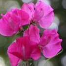 50+ Milly Sweet Pea Seeds – Fragrant Pink Blooms for Beautiful Garden Planting 50+ Milly Sweet Pea Seeds – Fragrant Pink Blooms for Beautiful Garden Planting