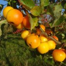 25+ Butterball Crabapple Seeds – Golden Ornamental Trees for Garden Planting 25+ Butterball Crabapple Seeds – Golden Ornamental Trees for Garden Planting