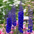 200+ Faust Delphinium Seeds – Tall Spikes of Deep Blue Blooms for Stunning Garden Displays 200+ Faust Delphinium Seeds – Tall Spikes of Deep Blue Blooms for Stunning Garden Displays