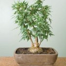 25+ Richardsiana Begonia Seeds – Rare Shade-Loving Ornamental with Unique Foliage & Blooms