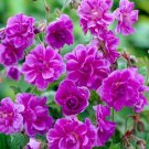 25+ Plenum Geranium Seeds – Rare Double-Bloom Variety for Colorful Garden Beds and Containers