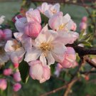 25+ Snowcloud Crabapple Seeds – Ornamental Tree with White Spring Blossoms for Garden & Landscape