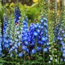 200+ Blue Mix Delphinium Seeds – Tall Spikes of Blue Blooms for Cottage & Cut Flower Gardens