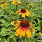 200+ Sunseeker Coneflower Daisy Seeds – Colorful Echinacea Mix for Pollinator-Friendly Gardens 200+ Sunseeker Coneflower Daisy Seeds – Colorful Echinacea Mix for Pollinator-Friendly Gardens