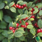 10+ Nanking Cherry Seeds – Cold Hardy Fruit Shrub for Edible Landscaping & Garden Planting 10+ Nanking Cherry Seeds – Cold Hardy Fruit Shrub for Edible Landscaping & Garden Planting