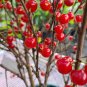 10+ Nanking Cherry Seeds – Cold Hardy Fruit Shrub for Edible Landscaping & Garden Planting