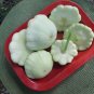 25+ Peter Pan Squash Seeds – Heirloom Patty Pan Summer Squash for Home Garden Planting
