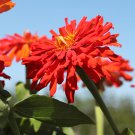 100+ Super Cactus Redman Zinnia Seeds – Large Spiky Blooms for Garden Beds or Cut Flowers 100+ Super Cactus Redman Zinnia Seeds – Large Spiky Blooms for Garden Beds or Cut Flowers