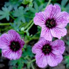 25+ Ballerina Geranium Seeds – Heirloom Flower Garden Seeds for Borders & Containers 25+ Ballerina Geranium Seeds – Heirloom Flower Garden Seeds for Borders & Containers