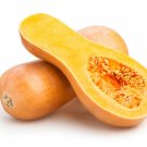 25+ Butternut Squash Seeds – Sweet, Nutty Winter Squash for Roasting, Soups & Storage 25+ Butternut Squash Seeds – Sweet, Nutty Winter Squash for Roasting, Soups & Storage