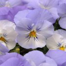 200+ Spreading Plentifall White Pansy Seeds – Hardy Viola Flowers for Garden Planting 200+ Spreading Plentifall White Pansy Seeds – Hardy Viola Flowers for Garden Planting
