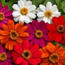 100+ Profusion Mix Zinnia Seeds – Colorful Annual Flowers for Easy Garden Planting 100+ Profusion Mix Zinnia Seeds – Colorful Annual Flowers for Easy Garden Planting