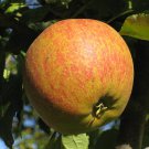 25+ Tydeman's Late Orange Apple Seeds – Heirloom Dessert Apple Tree for Planting