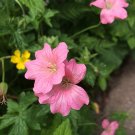 25+ Wageningen Geranium Seeds – Rare Perennial Flower Seeds for Garden Planting 25+ Wageningen Geranium Seeds – Rare Perennial Flower Seeds for Garden Planting