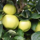 25+ Galloway Pippin Apple Seeds – Heirloom Hardy Apple Tree Seeds for Garden Planting 25+ Galloway Pippin Apple Seeds – Heirloom Hardy Apple Tree Seeds for Garden Planting