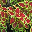 25+ Wizard Scarlet Coleus Seeds – Vibrant Red Foliage Annual for Garden Planting 25+ Wizard Scarlet Coleus Seeds – Vibrant Red Foliage Annual for Garden Planting