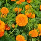 25+ Hawaii Marigold Seeds – Bright Yellow Blooms for Borders, Beds & Garden Planting