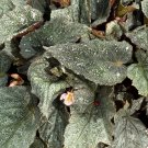 25+ Space Age Triton Rex Begonia Seeds – Unique Foliage Plant for Indoor & Garden 25+ Space Age Triton Rex Begonia Seeds – Unique Foliage Plant for Indoor & Garden