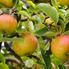 25+ Pixie Apple Seeds – Dwarf Apple Variety for Small Gardens & Home Orchards