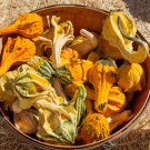 25+ Winged Gourd Squash Seeds – Unique Ornamental & Edible Heirloom for Garden Planting 25+ Winged Gourd Squash Seeds – Unique Ornamental & Edible Heirloom for Garden Planting