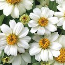 100+ Fresh Mix Zinnia Seeds – Colorful Garden Flowers for Beds, Borders & Cut Blooms 100+ Fresh Mix Zinnia Seeds – Colorful Garden Flowers for Beds, Borders & Cut Blooms