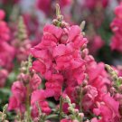 1000+ Liberty Rose Snapdragon Seeds – Vibrant Pink Blooms for Beds, Borders & Cut Flowers 1000+ Liberty Rose Snapdragon Seeds – Vibrant Pink Blooms for Beds, Borders & Cut Flowers