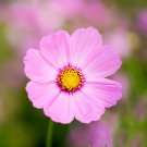 200+ Gloria Cosmos Seeds – Vibrant Pink-Red Blooms for Pollinator-Friendly Summer Gardens